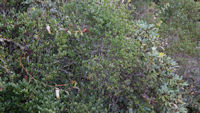 Pitcher plants