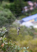 Spider with victim