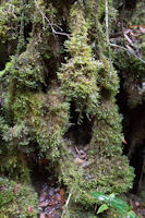 Moss on a tree trunk