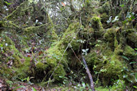 Mossy forest