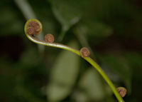 Growing fern