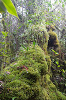 Mossy forest