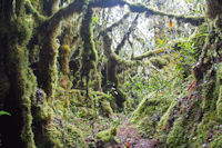 Mossy forest walk