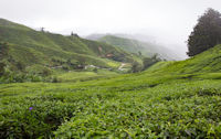 Tea plantation