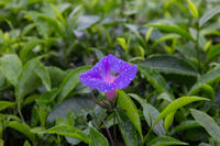 Flower among the tea bushes