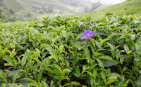 Flower among the tea bushes