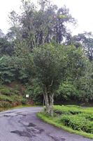 An old tea tree