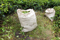 Big tea bag