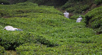 Tea harvesters