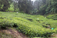 Tea harvesters