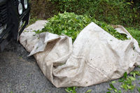 Big tea bag