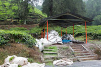 Tea sacks waiting for collection