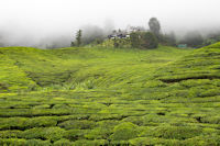 The houses of the original manager and owner of the tea plantation