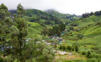 Tea plantation