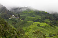 The houses of the original manager and owner of the tea plantation