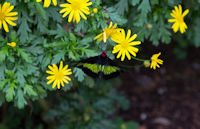 Butterfly at butterfly farm