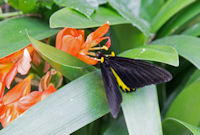 Butterfly at butterfly farm