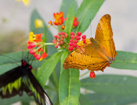 Butterfly at butterfly farm