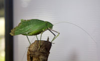 Insect