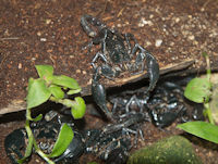 Scorpions
