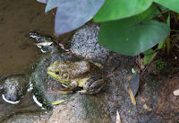 Toad