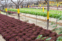 Hydroponic plants at a strawberry farm