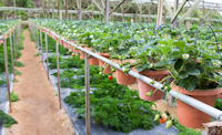 Hydroponic plants at a strawberry farm