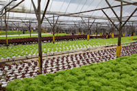 Hydroponic plants at a strawberry farm