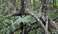 Monkeys among the mangrove roots