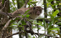 Monkey