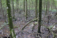 Mangrove forest