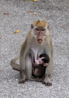 Monkey