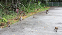 Monkeys