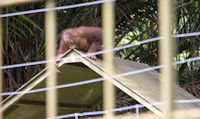 Baby orang utan playing