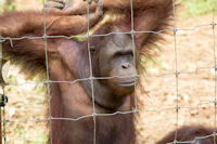 Three young orang utans