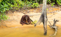 Tasik Bukit Merah Orang Utan Island