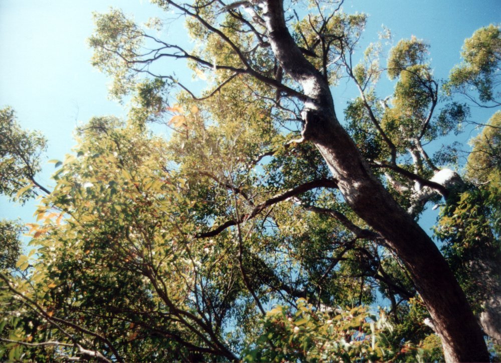 More treetops