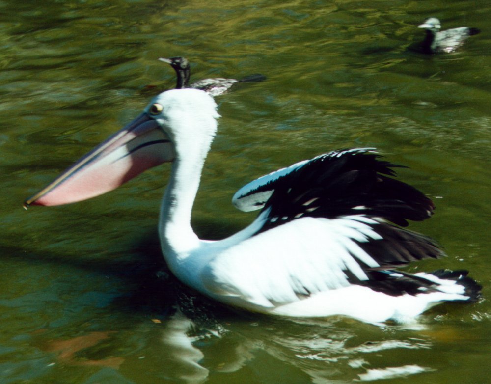 Pelican [2]