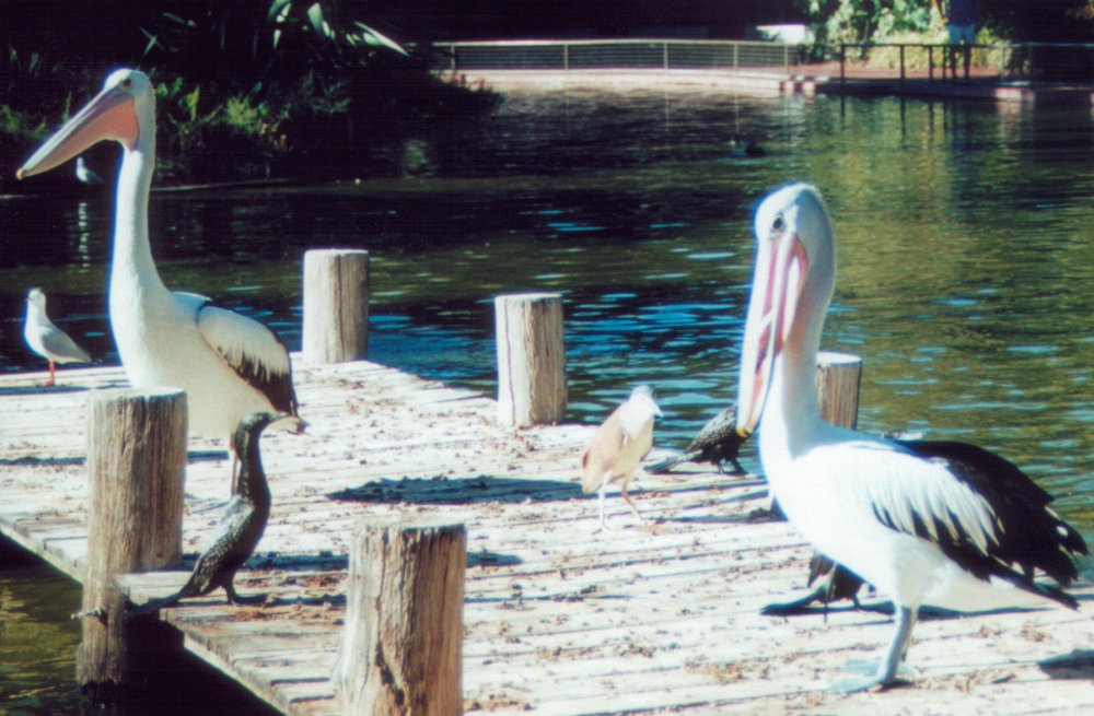 Pelicans [3]