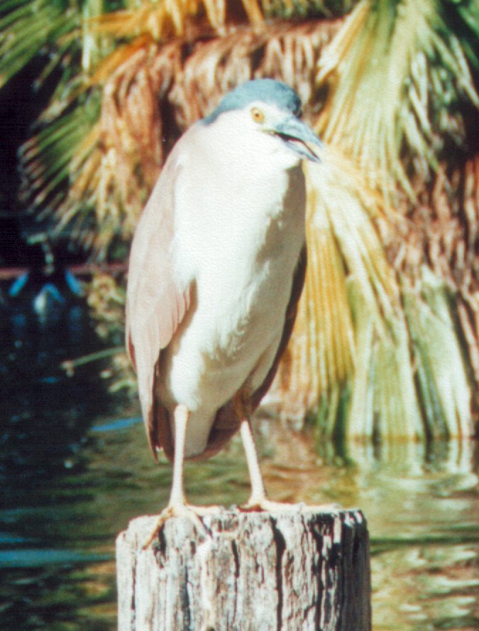 ??? ??? Heron [2]