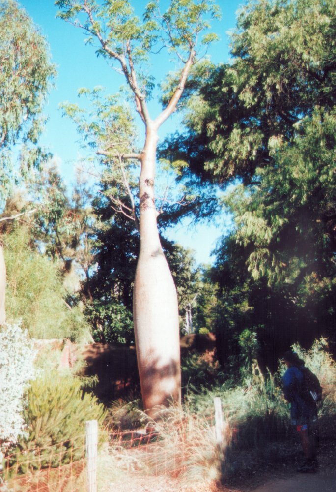 Bottle tree (and bottle tree admirer)