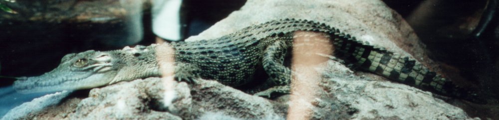 Crocodile
