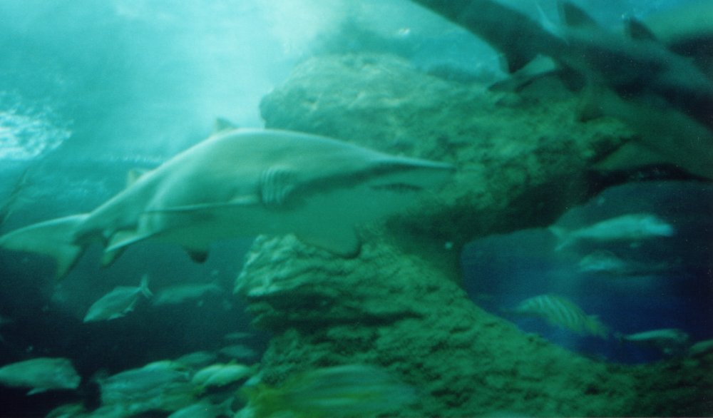 Inside the shark tank