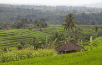 Rice terraces at Jatiluwih
