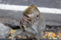 Banana- and peanut-eating monkeys beside a road above lake Tamblingan