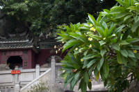 Flowering tree outside A-Ma temple