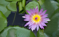 Water lily