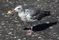 Gulls at Fisherman’s Wharf