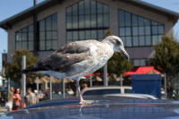 Gulls at Fisherman’s Wharf