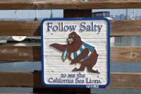 Sea lions at Pier 39